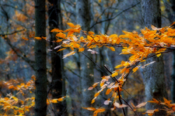 Cincinnati Nature Photography Center - Autumn