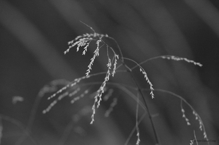 DWC_0015