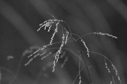 DWC_0015